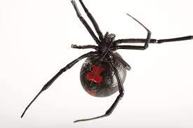 Black widows, named for their deadly courtship practices, are venomous spiders that are found all over the world. Black Widow Spiders National Geographic