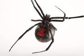 Their bodies are only about 1/4 inch long. Black Widow Spiders National Geographic