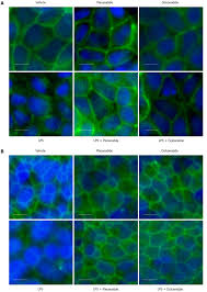 Image result for Plecanatide