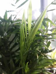 The parlor palm adds a charming beachfront feel to any indoor area, growing well in indirect sunlight and in cooler temperatures. How To Grow And Care For Parlor Palm Happy Diy Home