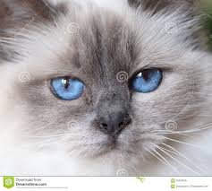 The ojos azules (the spanish translation of blue eyes) is a rare cat breed, and its breed standard is still in development. Fluffy Blue Eyes Fluffy Cute White Cat Novocom Top