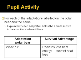 The following adaptations show that the camel is specially suited to live in the desert. Adaptations Interdependence And Adaptation Summary Of Specification Adaptations
