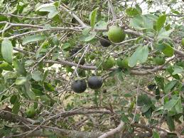 Native tree that is easily recognized in winter by its unusual rugged, blocky bark. Foraging Texas Persimmon Texas