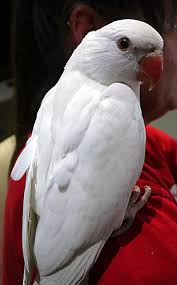 Large Grey Bird With White Ring Around Neck Http Www Pets4homes Co Uk Images Classifieds 2014 08 04 717671 Large Baby Albino Ringneck 53dff4ff5844a Jpg Pet Birds Bird Bird Wings
