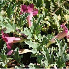 Image result for Harpagophytum procumbens