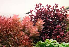 Image result for foto bacopa