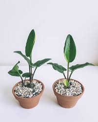 We did not find results for: à¸§ à¸²à¸à¸£à¸§à¸¢à¸¥ à¸à¸ à¸² Grow Space à¹à¸¡ à¸¡à¸à¸à¸¥ à¹à¸¡ à¸à¸­à¸à¸­à¸²à¸à¸²à¸¨ à¹à¸¡ à¸à¸£à¸°à¸ à¸ Facebook