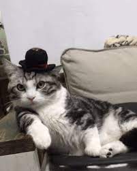 Cat In A Hat Cute Animal Gifs Cute Cat Gifs Cats