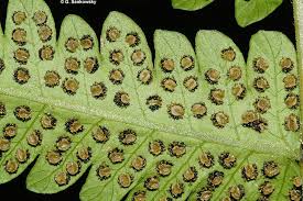 Image result for Christella dentata