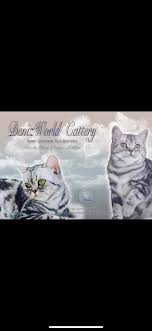 Very rare colour 10 month old pedigree tica registered male cat, has been spayed, very loving, cat litter trained, scratch post trained, comes beautiful blue british shorthair male for sale. Deniz World Silver British Shorthair Cattery Pet Breeder Sheffield Facebook 98 Photos