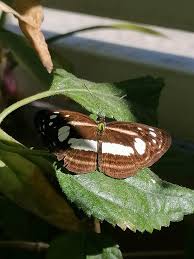 Image result for Illigera