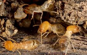 Pest control companies can install baiting systems around the house. Termite Control Total Termite Treatments In Holly Springs Nc