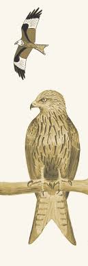 Coloriage oiseau à imprimer 54. Les Oiseaux En Fiches Coloriages Photos Et Dessins Avec Pouyo