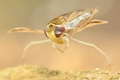 Image result for Corixidae