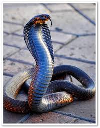 Serpent constricteur le plus dangereux au monde ? Le Plus Long Serpent Venimeux Le Monde Des Animaux