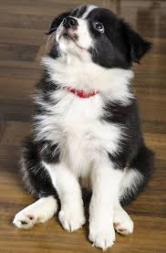 Jack D Goruntuler Ile Kopek Hayvanlar Shiba Inu