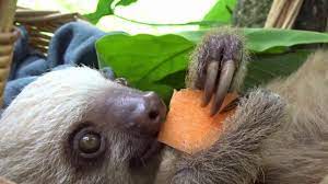 Sloths Eating Carrots Youtube Sloth Eating Sloth Eating Carrots