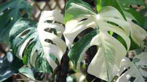 Mengapa Bunga Monstera Jadi Mahal Ini Rahasianya Denpasar Update