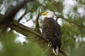 Study: Nearly a Third of U.S. Bald Eagles Infected With Newly Discovered  Virus