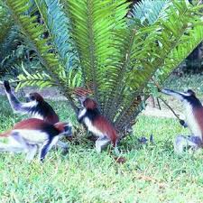 Image result for Diospyros consolatae