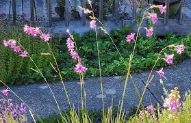 Image result for Dierama formosum × plowesii