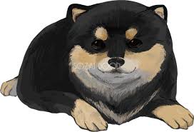 2:35 golden boy gym recommended for you. è‚¥æº€ã®æŸ´çŠ¬ é»'æ¯›ã®è±†æŸ´ ãƒªã‚¢ãƒ«ç„¡æ–™ã‚¤ãƒ©ã‚¹ãƒˆ82657 ç´ ægood
