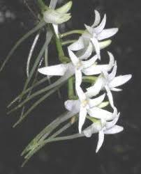 Image result for Mystacidium