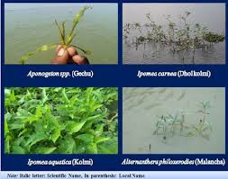 Image result for Centrostachys aquatica