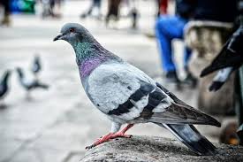 Check spelling or type a new query. How To Get Rid Of Pigeons Getridofthings Com
