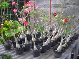 We did not find results for: Cara Menanam Bunga Adenium Dan Perawatannya Pot Dan Tanah Bibit Online