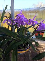 Image result for Angraecum calceolus