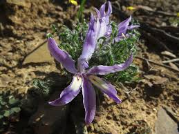 Image result for Babiana bainesii