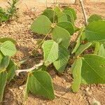 Image result for Adenodolichos