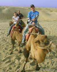 In addition to slow reproduction rates there are. How To Ride A Camel In Xinjiang And Where It S Worth Doing So