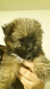 Shih Tzu Pomeranian Mix Black And Brown Shih Tzu Pomeranian 2 Months Old Cute Dog Wallpaper Dog Wallpaper Cute Dogs