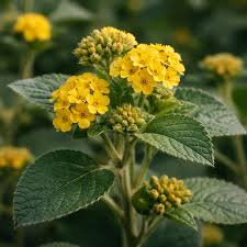 Image result for Waltheria