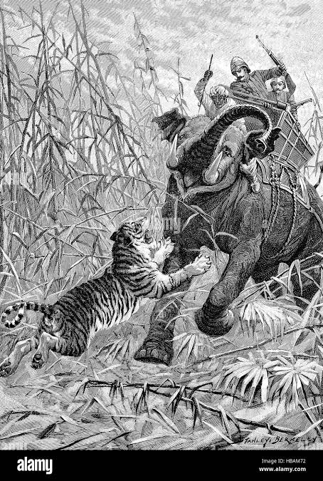 Tiger hunting with elephant in India, hictorical illustration from 1880 Stock Photo - Alamy