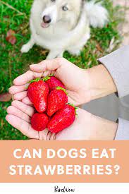 Question Can Dogs Eat Strawberries Can Dogs Eat Strawberries Can Dogs Eat Dog Eating
