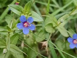 Image result for Lysimachia monelli