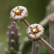 Image result for Caperonia fistulosa