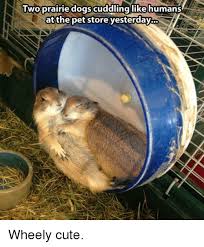 25 Best Prairie Dogging Memes Busy Day Memes Prairie Dogs Memes Floss Memes