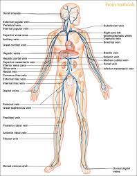 Label the figures on pages. Dnwalcker Com Laboratory Four Medical Anatomy Anatomy Anatomy And Physiology