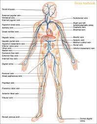 The hollow place inside of the blood vessel is called the lumen. Dnwalcker Com Laboratory Four Medical Anatomy Anatomy And Physiology Anatomy