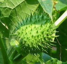As browsers, goats are designed to eat, and prefer, brush and trees more than grass. Datura Stramonium Medicinal Uses Side Effects And Benefits