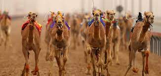 Well it depends (type of horse or camel). Camel Racing Dubai The Richest Traditional Sport In Dubai