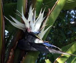 White Bird Of Paradise Palm Tree Picture A Crown Of Banana Like Leaves Atop A Palm Tree Trunk Combine With Huge Uniquely Beautiful Fl Birds Of Paradise Plant Paradise Plant Birds Of Paradise