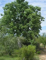 Image result for Ipomoea linosepala