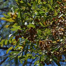 Image result for Combretum erythrophyllum
