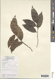 Image result for Dichapetalaceae