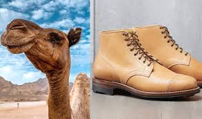 Available raw or pasteurized, some say only recently has camel milk become available for purchase in the united states. The Pros And Cons Of Camel Leather Apparel Stridewise Com